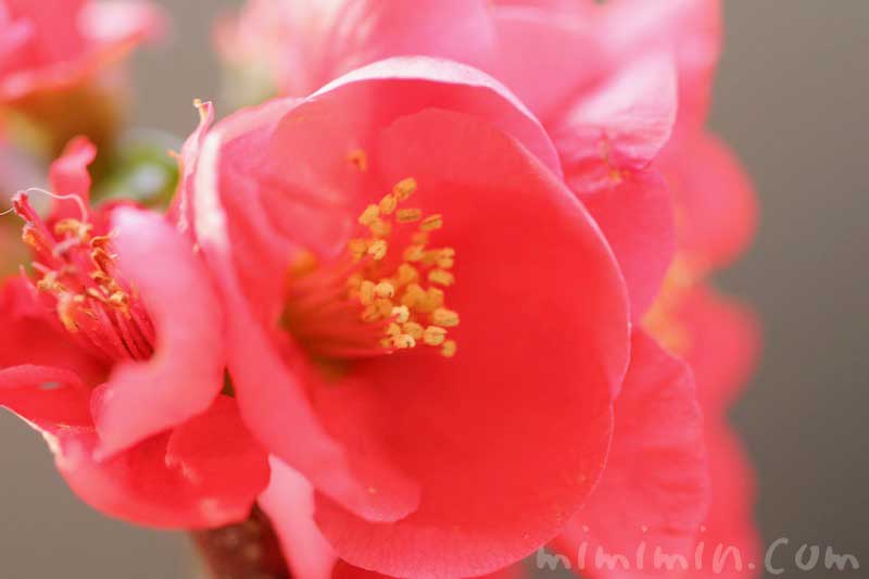 ボケ(木瓜)の花の写真・花言葉・誕生花・源平咲分けの画像