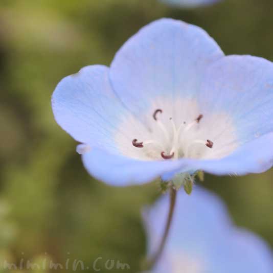 ネモフィラの花の写真 花言葉 みみみんブログ