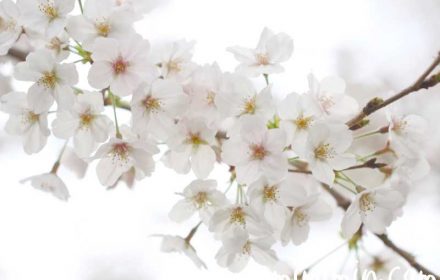 桜の写真 花言葉 神話の画像