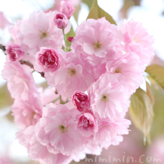 八重桜（ピンク）