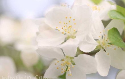 姫林檎の花の写真と花言葉の画像