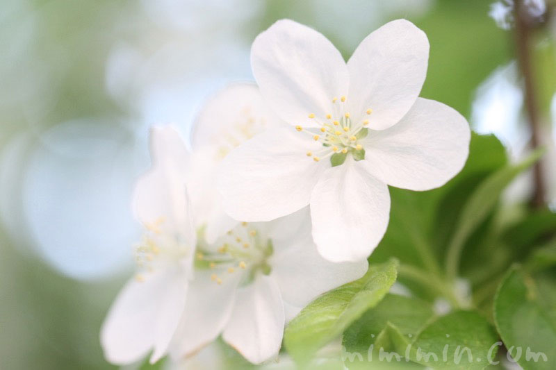 ヒメリンゴ 姫リンゴ 姫林檎 の花の写真 花言葉 みみみんブログ