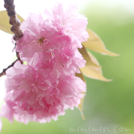 八重桜の花言葉