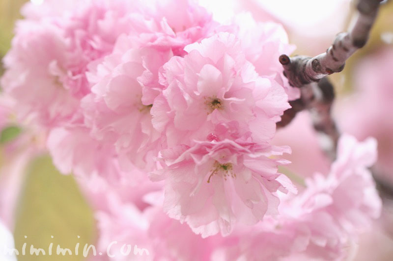 八重桜の写真と花言葉の画像