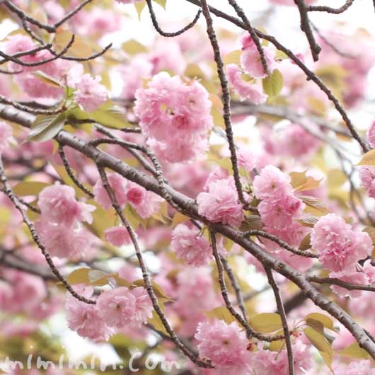 八重桜の写真と花言葉