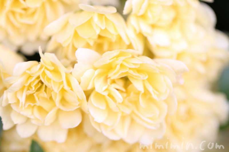 木香薔薇の花の写真と花言葉の画像