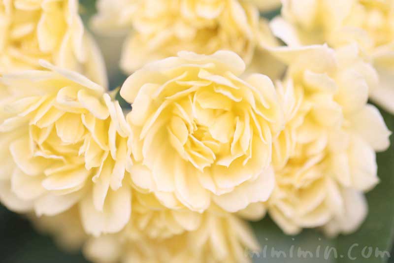 モッコウバラ 木香薔薇 の花の写真 花言葉 みみみんブログ