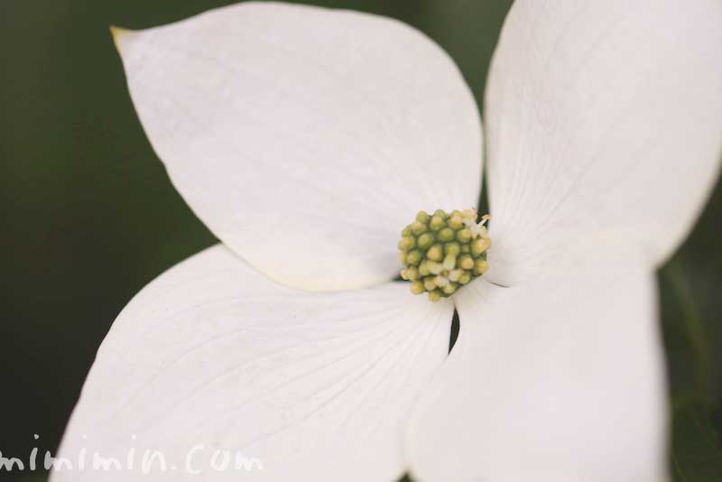 ヤマボウシの花の写真・誕生花の画像