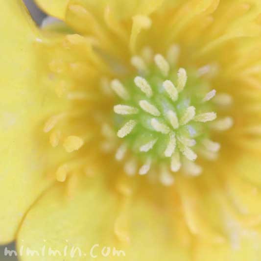 ウマノアシガタの花の写真