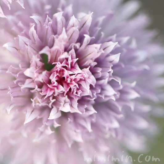 チャイブの花の写真 花言葉 みみみんブログ