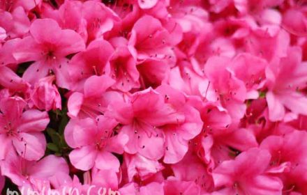 ピンクのサツキの花の画像