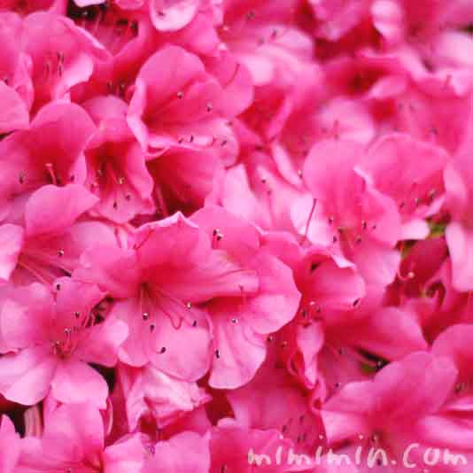 サツキ ピンク色の画像