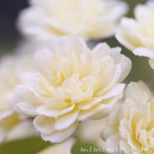 モッコウバラ 木香薔薇 の花の写真 花言葉 みみみんブログ