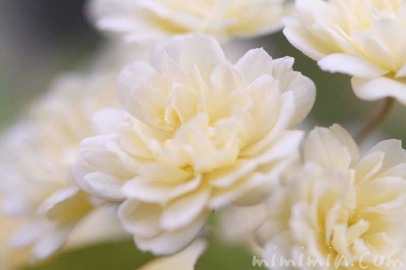 モッコウバラの花の写真と花言葉と誕生花