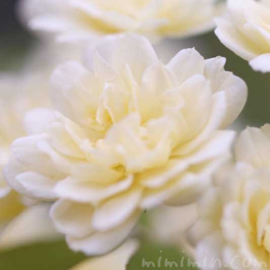 木香薔薇の花の写真 花言葉 誕生花の画像