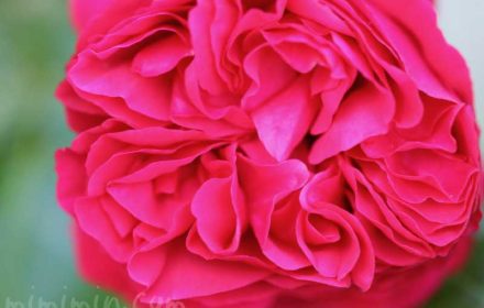 濃いピンクのバラの写真・花言葉・名前の由来の画像