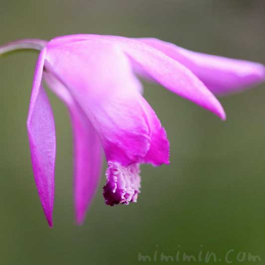 紫蘭の花の写真と花言葉と誕生花