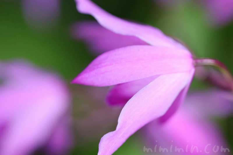 紫蘭の写真 花言葉 誕生花