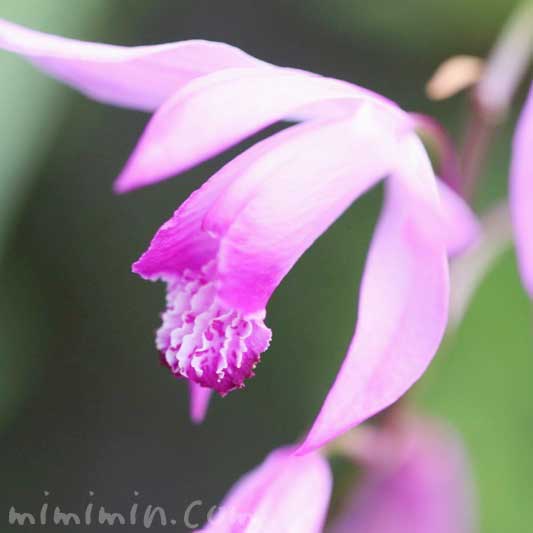 紫蘭の花言葉 誕生花の写真