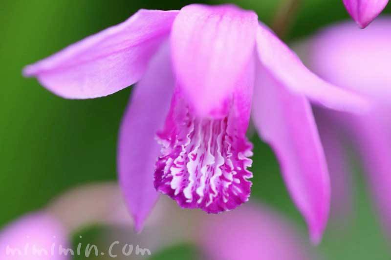 シランの花の写真と花言葉と誕生花