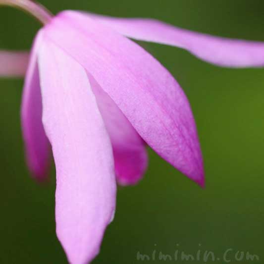 シランの写真・花言葉・名前の由来の画像