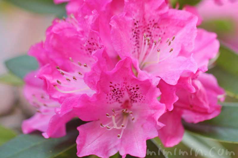 シャクナゲ 石楠花 の花の写真 花言葉 みみみんブログ