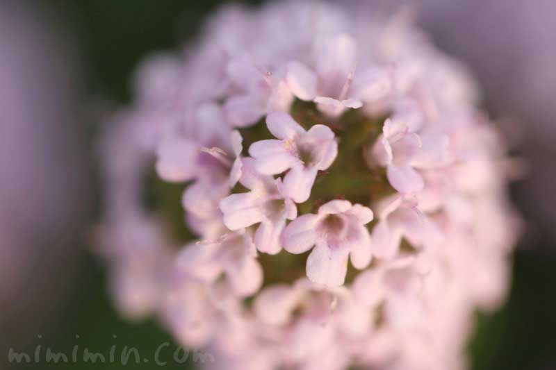 クリーピングタイムの花の写真 タイムの花言葉 みみみんブログ