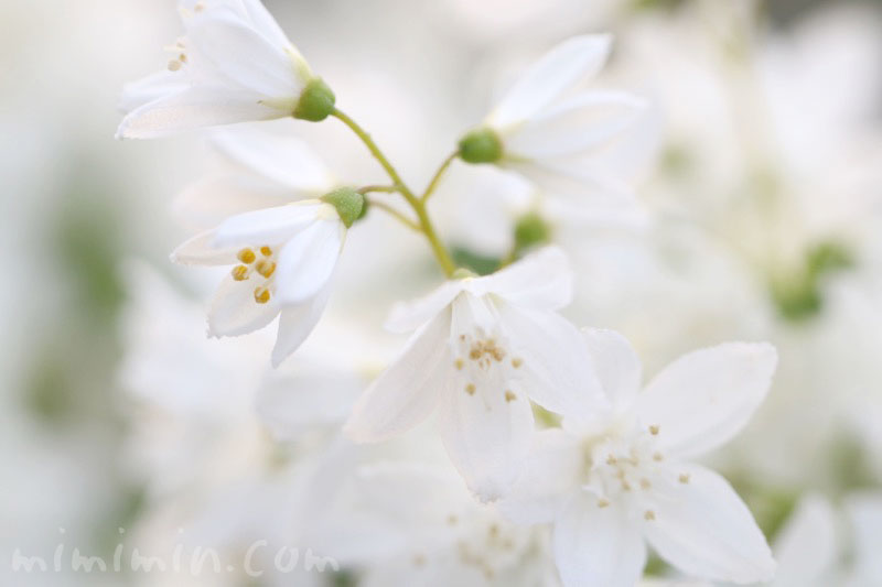 ヒメウツギの花の写真 花言葉 みみみんブログ