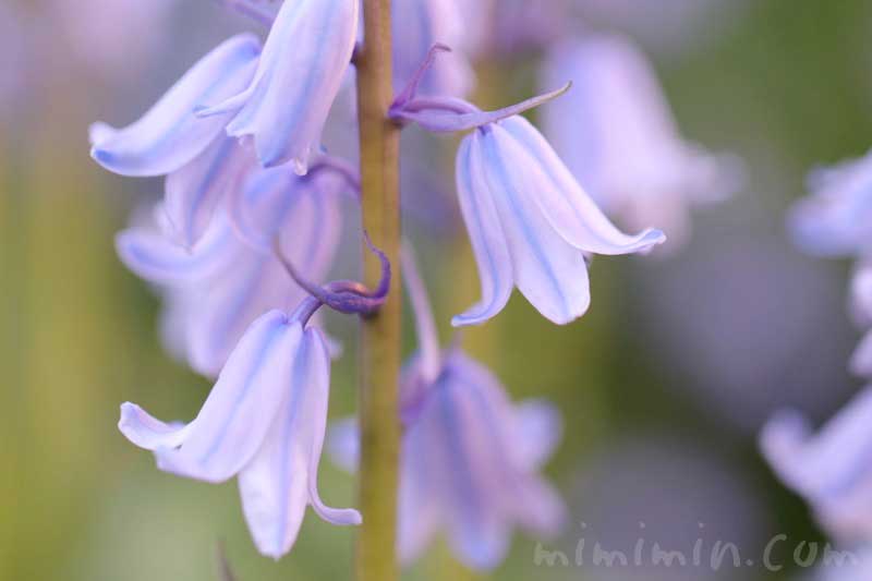 ツリガネズイセンの花の写真