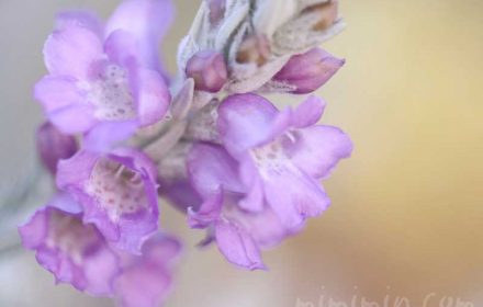 エレモフィラ ニベアの花の写真