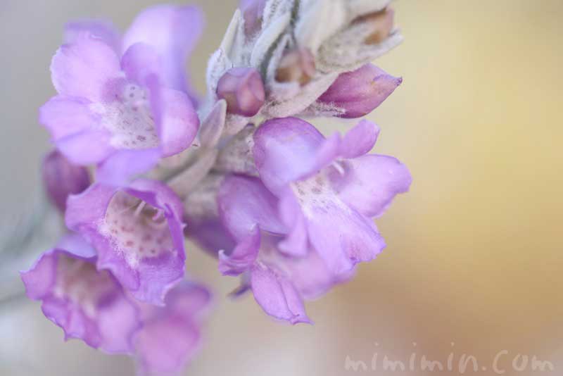 エレモフィラ ニベアの花の写真
