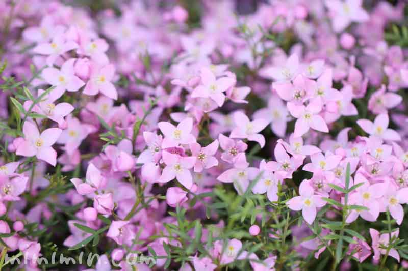 ボロニアの花の写真