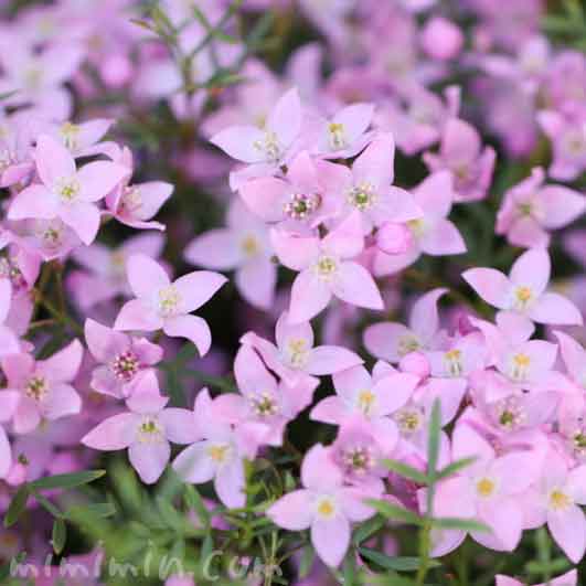 ボロニアの花の写真 花言葉 みみみんブログ