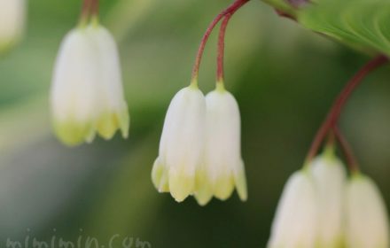 ナルコラン（鳴子蘭）の花の写真