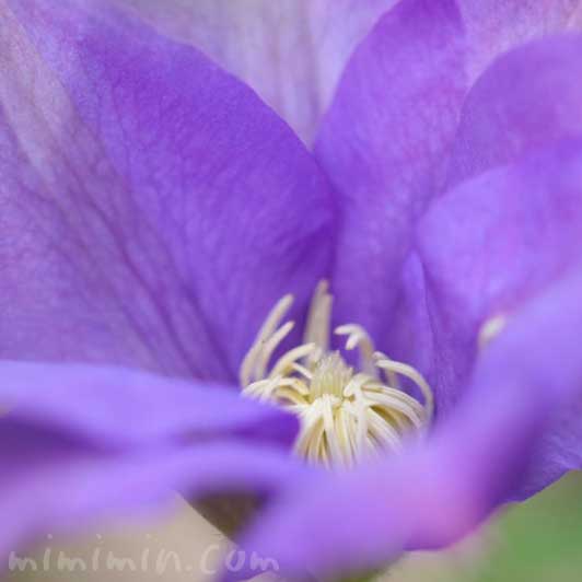 クレマチスの花言葉と青紫色のクレマチスの画像