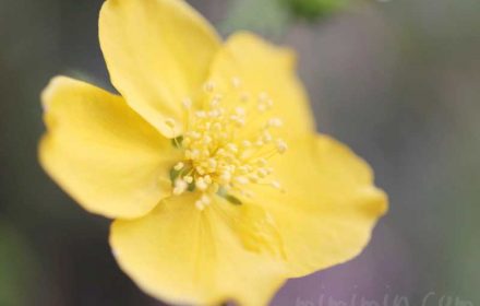 ヤマブキの花の写真と花言葉