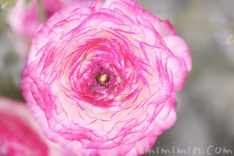 ピンクのラナンキュラスの写真・花言葉・毒性の画像