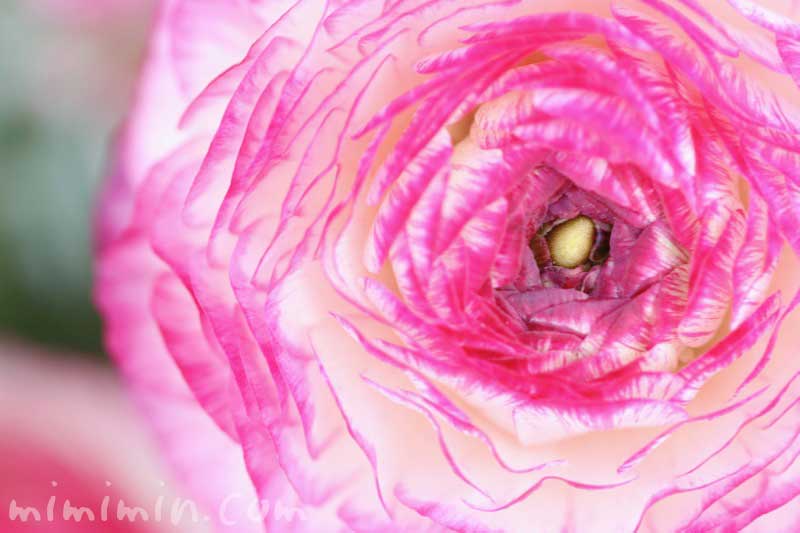 ピンクのラナンキュラスの花の写真 花言葉 毒性