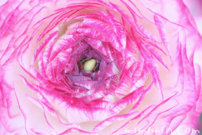 ラナンキュラスの花の写真 花言葉 毒性