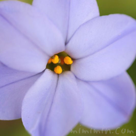 ハナニラの花の写真（青）