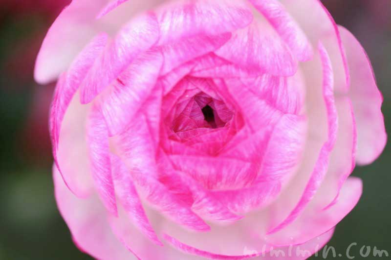 ラナンキュラス（ピンク）花の写真・花言葉の画像