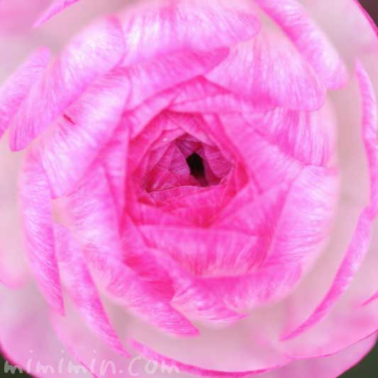 ラナンキュラス（ピンク）花の写真と花言葉