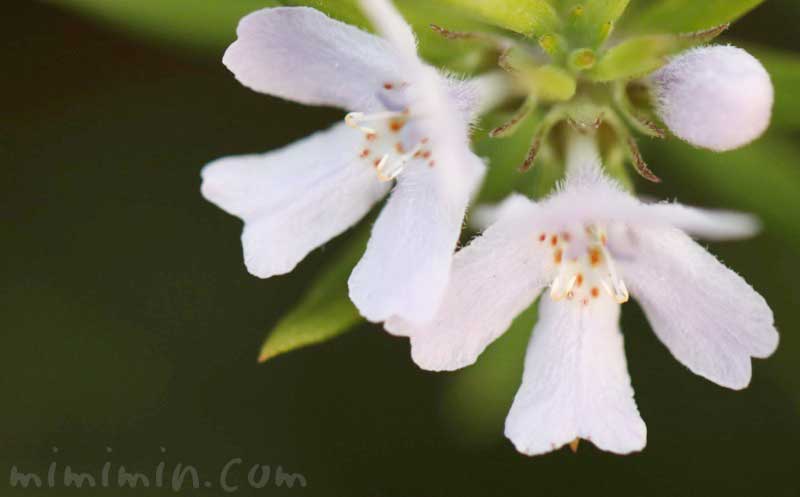 ウエストリンギアの花の写真