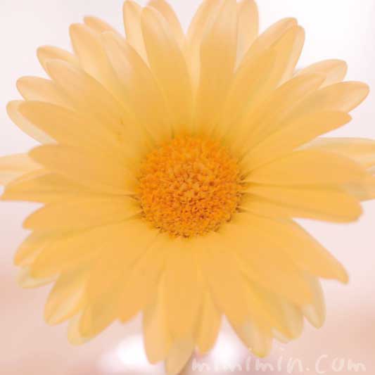 黄色のガーベラの花の写真と花言葉と名前の由来