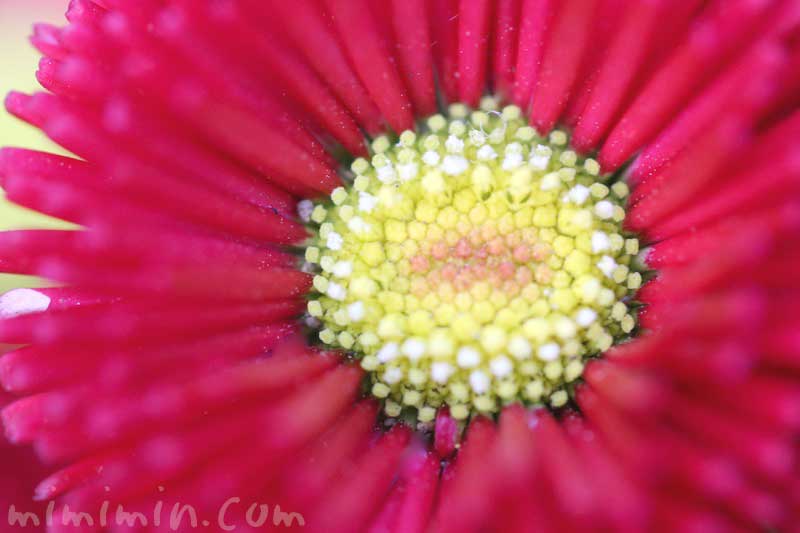 デージー（赤）の花の写真・花言葉の画像