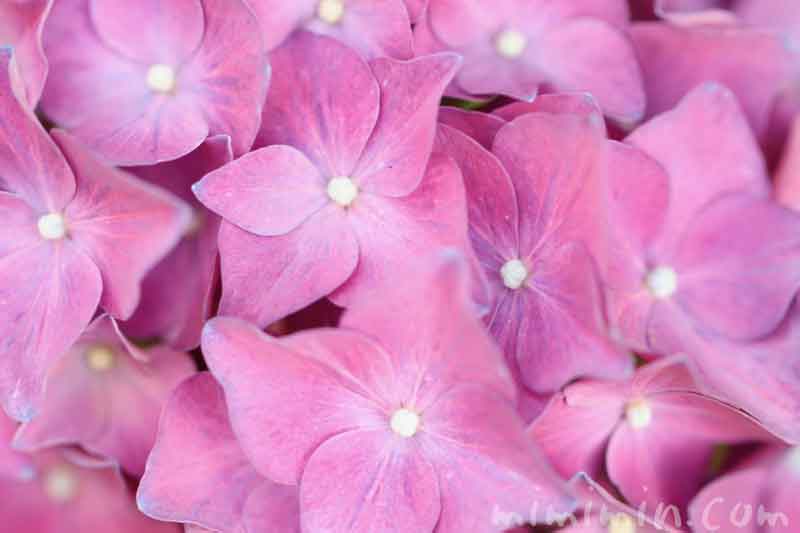 ピンク色のあじさいの花の写真と花言葉