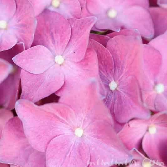 ピンク色のあじさいの花の写真・花言葉の画像