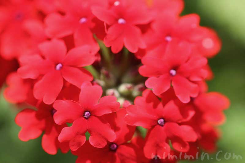 赤いバーベナの花の写真