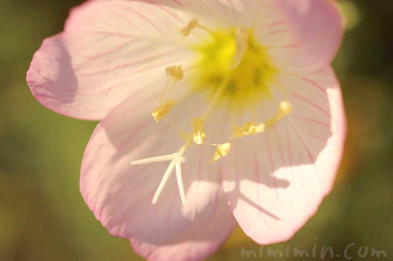 ヒルザキツキミソウの写真と花言葉と誕生花の画像