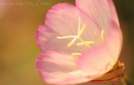 ヒルザキツキミソウの花の写真・花言葉・誕生花の画像
